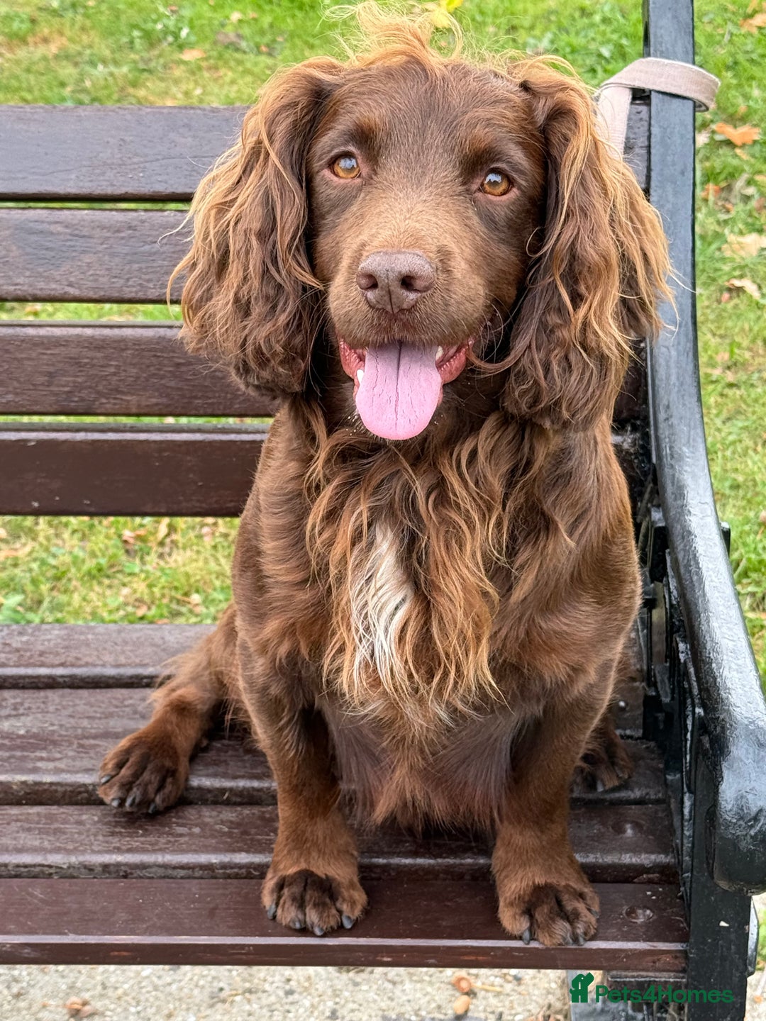 Cocker Spaniel dogs for stud: Working Cocker Spaniel at Stud - Advert 2