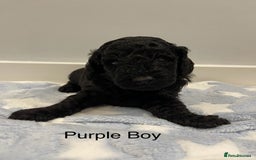 Cockapoo dogs for sale: Stunning F2 Cockapoo puppies fully DNA tested  - Image 17