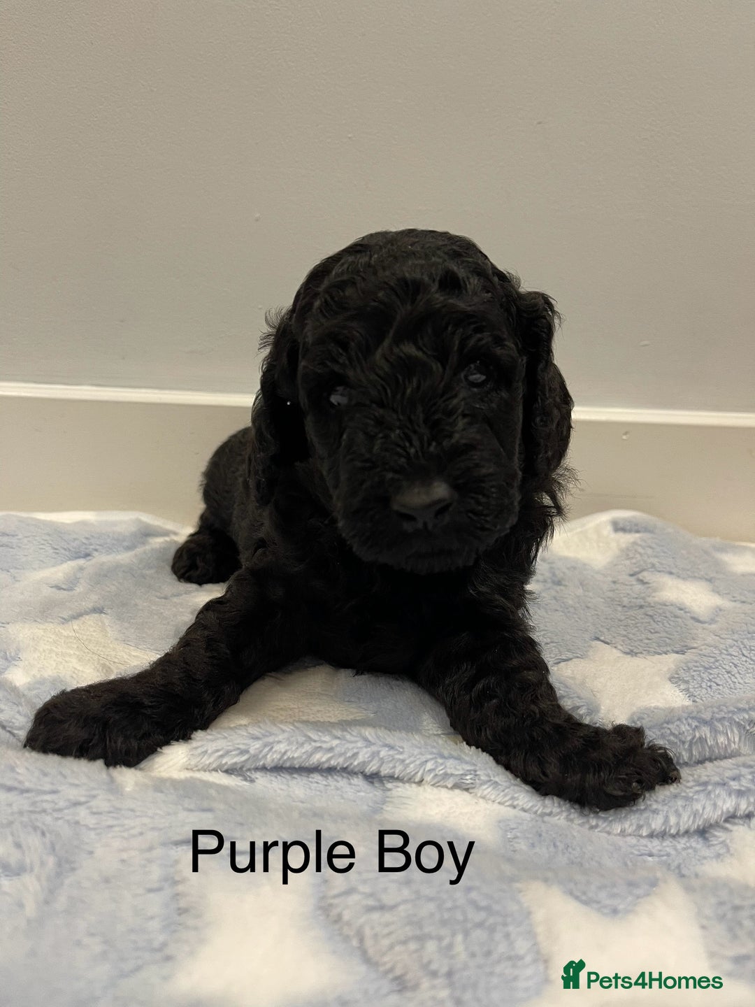 Cockapoo dogs for sale: Stunning F2 Cockapoo puppies fully DNA tested  - Image 17