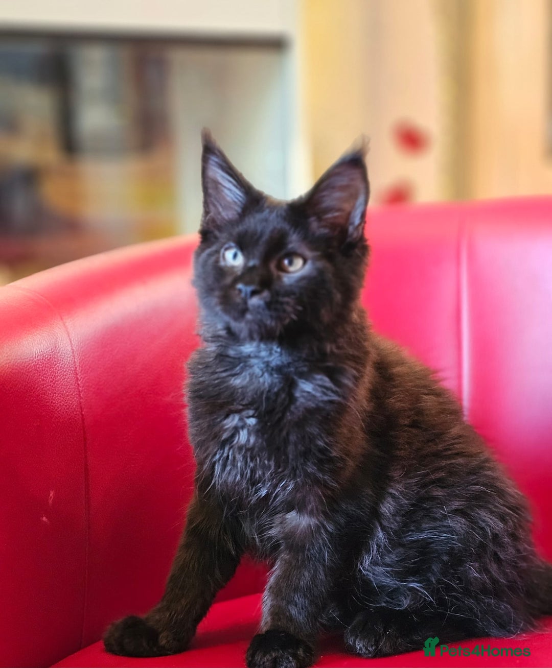 Maine Coon cats for sale: Pure breed Maine Coons Kittens  - Image 5