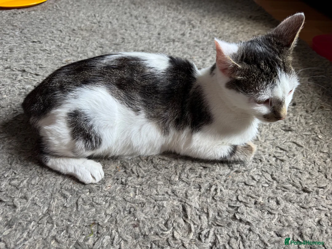 Mixed Breed cats for sale: 4 beautiful Tabby kittens  - Advert 1