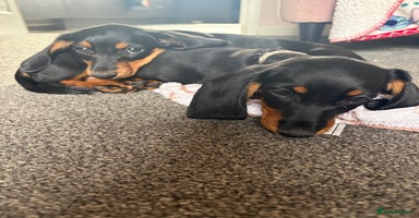 Miniature Dachshund dogs - Advert 10