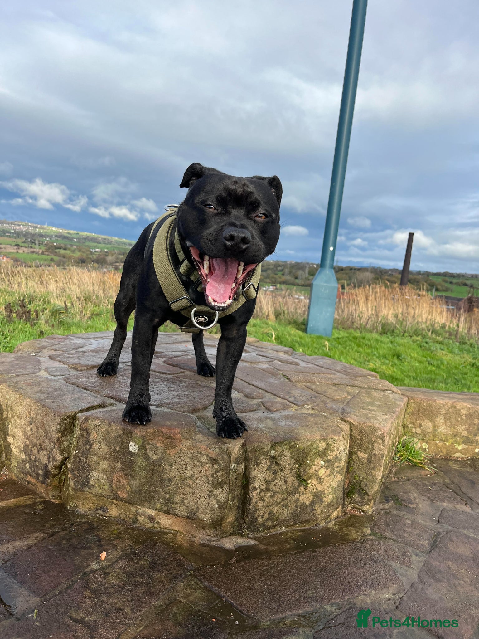 Staffordshire Bull Terrier dogs STUNNING STAFFORDSHIRE BULL TERRIER STUD - Advert 1
