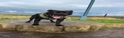 Staffordshire Bull Terrier dogs for stud: STUNNING STAFFORDSHIRE BULL TERRIER STUD - Advert 1