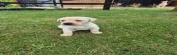 Labrador Retriever dogs for sale: 🐾 Beautiful Labrador Puppies – KC Registered 🐾 - Advert 6