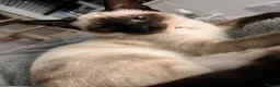 Siamese cats for sale: 2 year old siamese female  - Advert 5