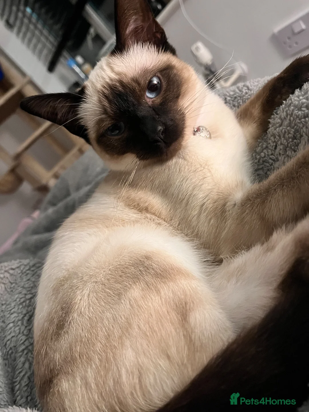 Siamese cats for sale: 2 year old siamese female  - Advert 5