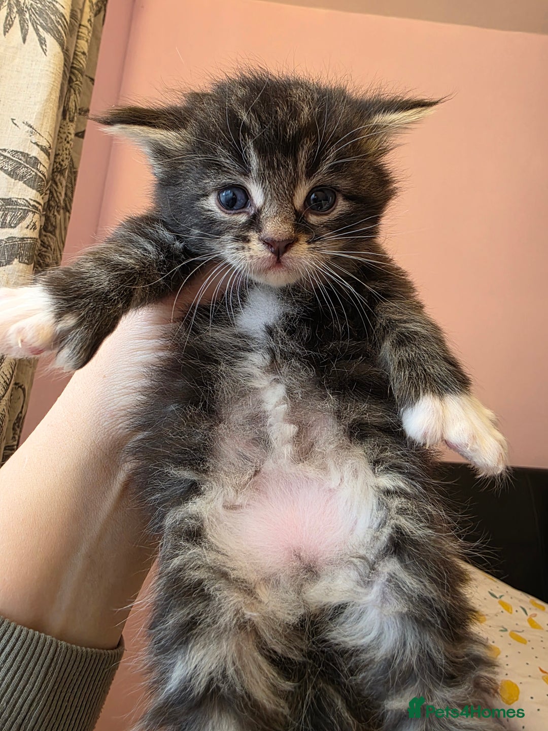 Maine Coon cats for sale: Maine Coon Kittens for Sale ready to reserve  - Advert 7
