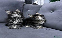 Maine Coon cats for sale: Maine Coon  - Image 3