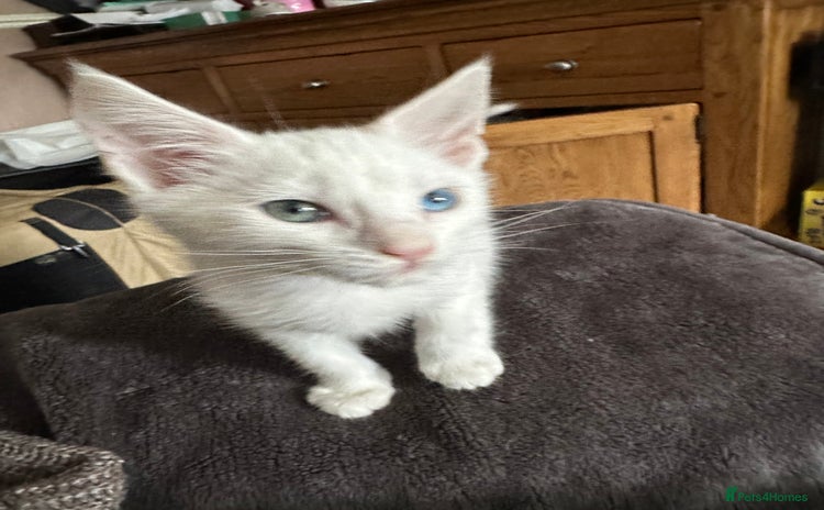 Mixed Breed cats - Advert 14