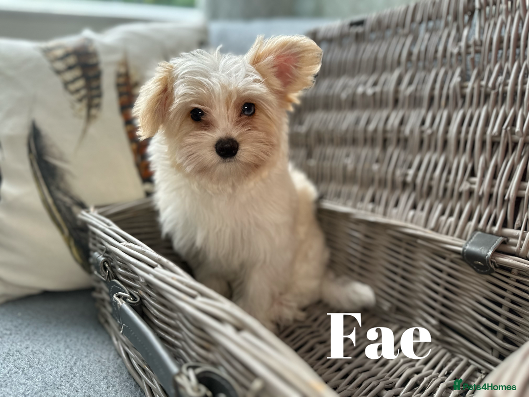 Yorkshire Terrier dogs for sale: Adorable Golddust Yorkshire Terrier Puppies - Image 20