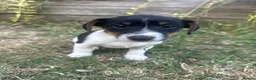Mixed Breed dogs for sale: Beautiful Jack Russell x puppies - Advert 3