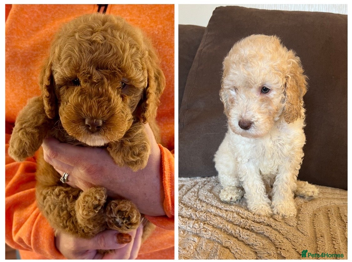 Labradoodle dogs READY NOW! Labradoodles F1b Health tested parents  - Advert 1