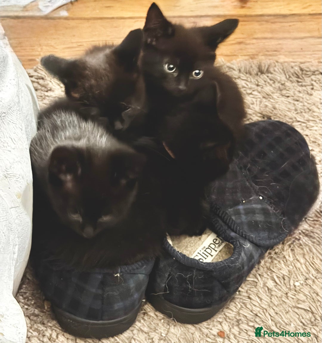 Ragdoll cats for sale: 4x black kitten - Image 3