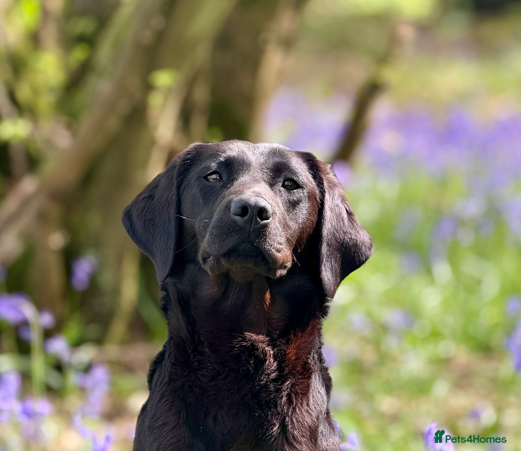 Labrador Retriever dogs Fantastic litter of Labradors due 6/5/27 - Advert 2