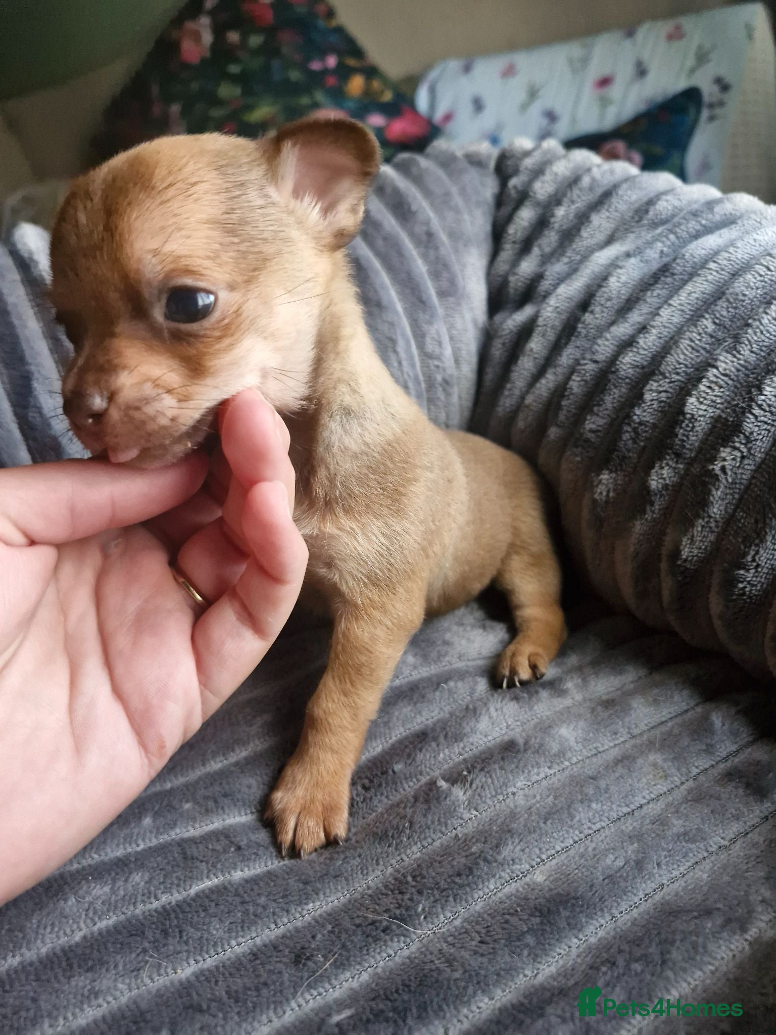 Chihuahua dogs Tiny chihuahuas 😌 - Advert 6