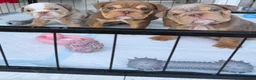 English Bulldog dogs for sale: KC Registered English Bulldogs in Liverpool - Advert 6