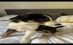 Border Collie dogs for sale: Border collies Dundee  - Image 7