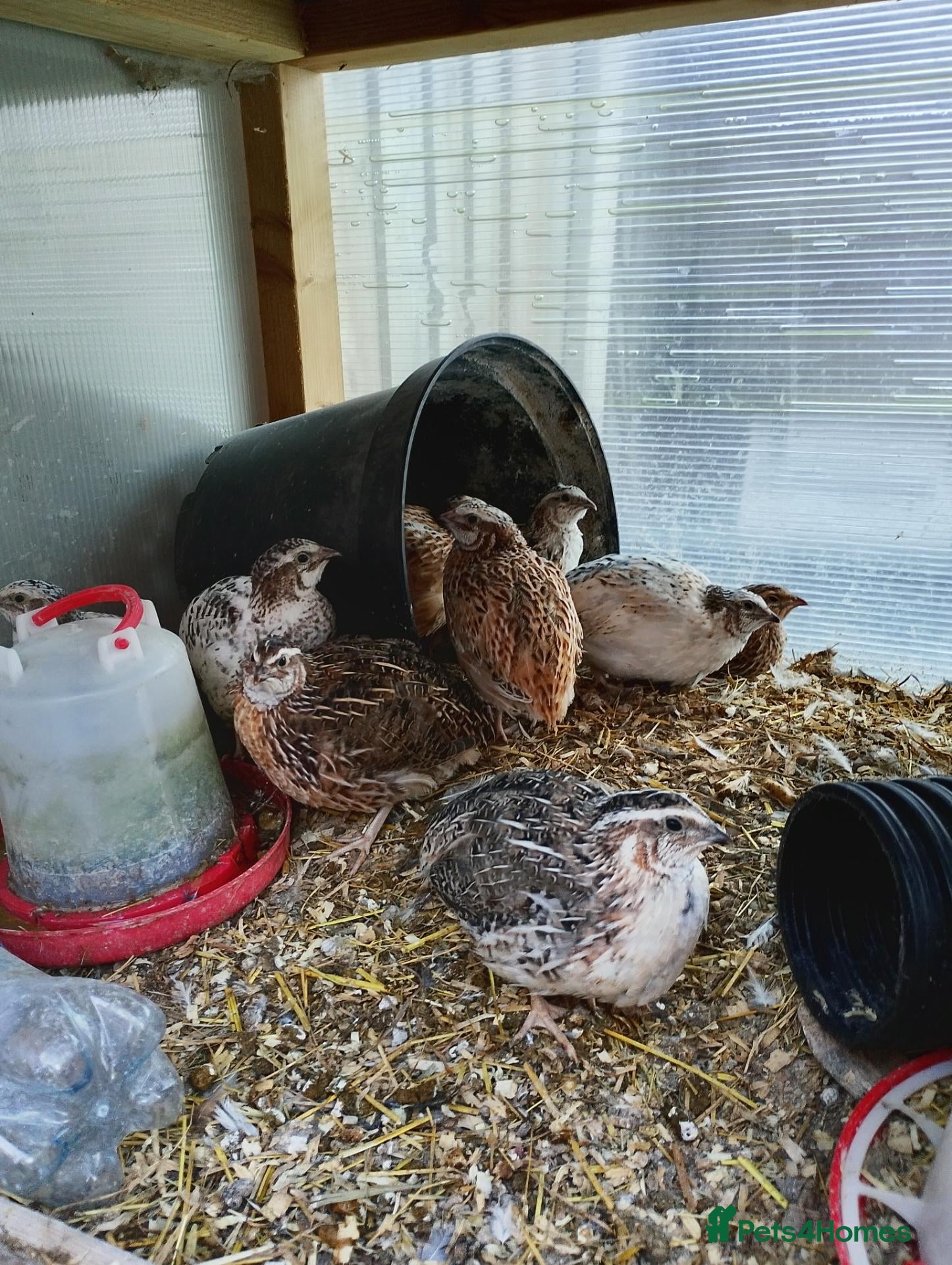 Quail poultry (4 week )Quail  - Advert 14
