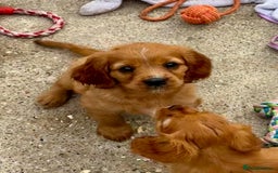 Cockalier dogs for sale: Gorgeous Cockalier Puppies… - Image 28