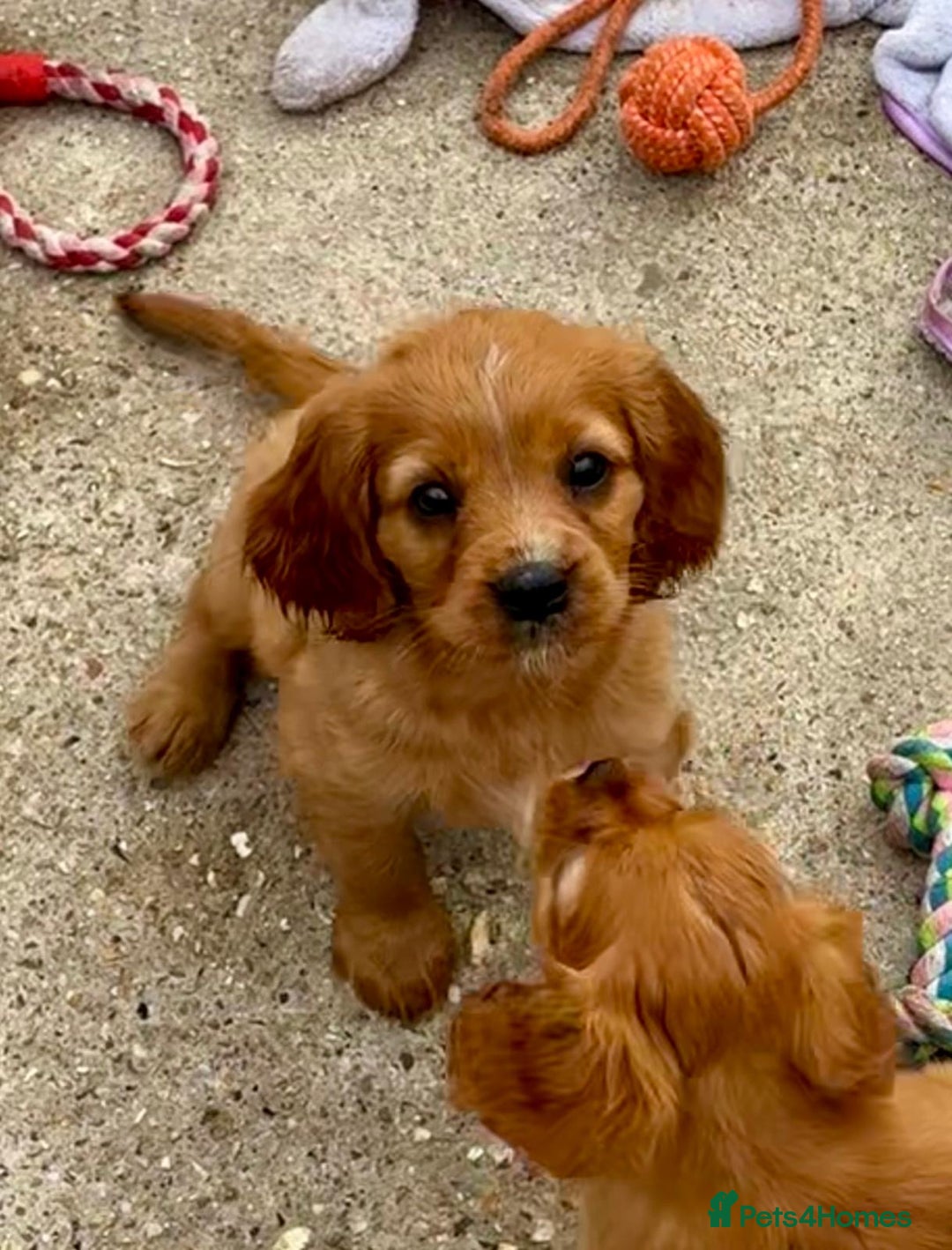 Cockalier dogs for sale: Gorgeous Cockalier Puppies… - Image 28