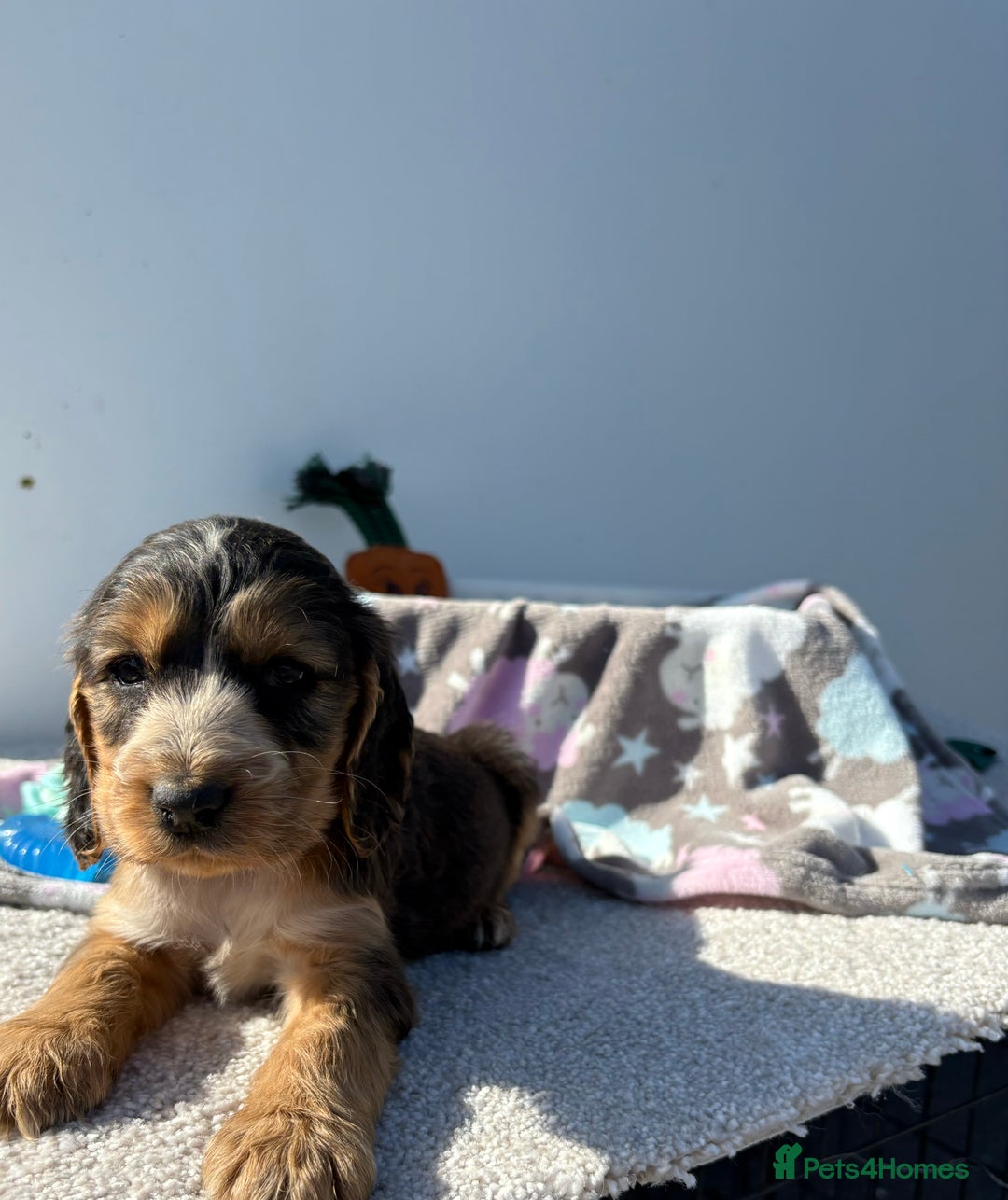 Cocker Spaniel dogs for sale: Show Cocker Spaniel puppies - Image 20
