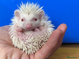 Pygmy Hedgehog rodents Stunning black/ albino salt/ pepper ready ! - Advert 6
