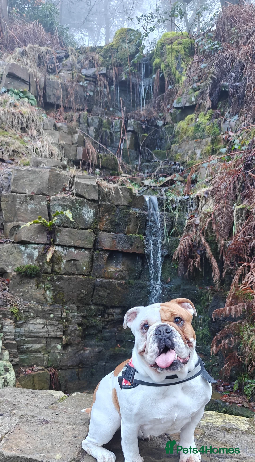 English Bulldog dogs for sale: British Bulldog - Advert 2