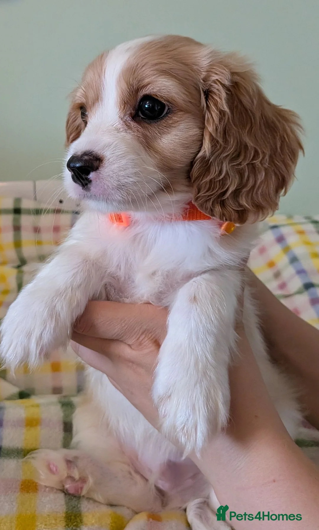 Cavapoo dogs for sale: READY NOW F1B Cavapoo Puppies KC Parents - Advert 2