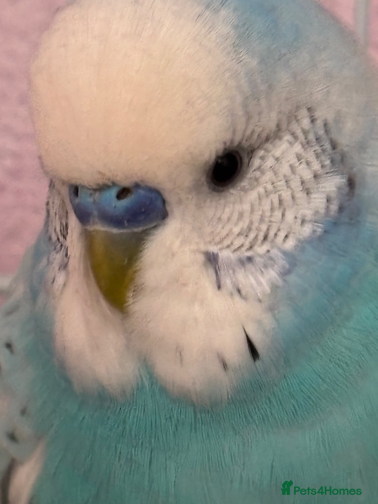 Budgerigars birds Hand Reared Light Blue Beautiful Budgie - Advert 1