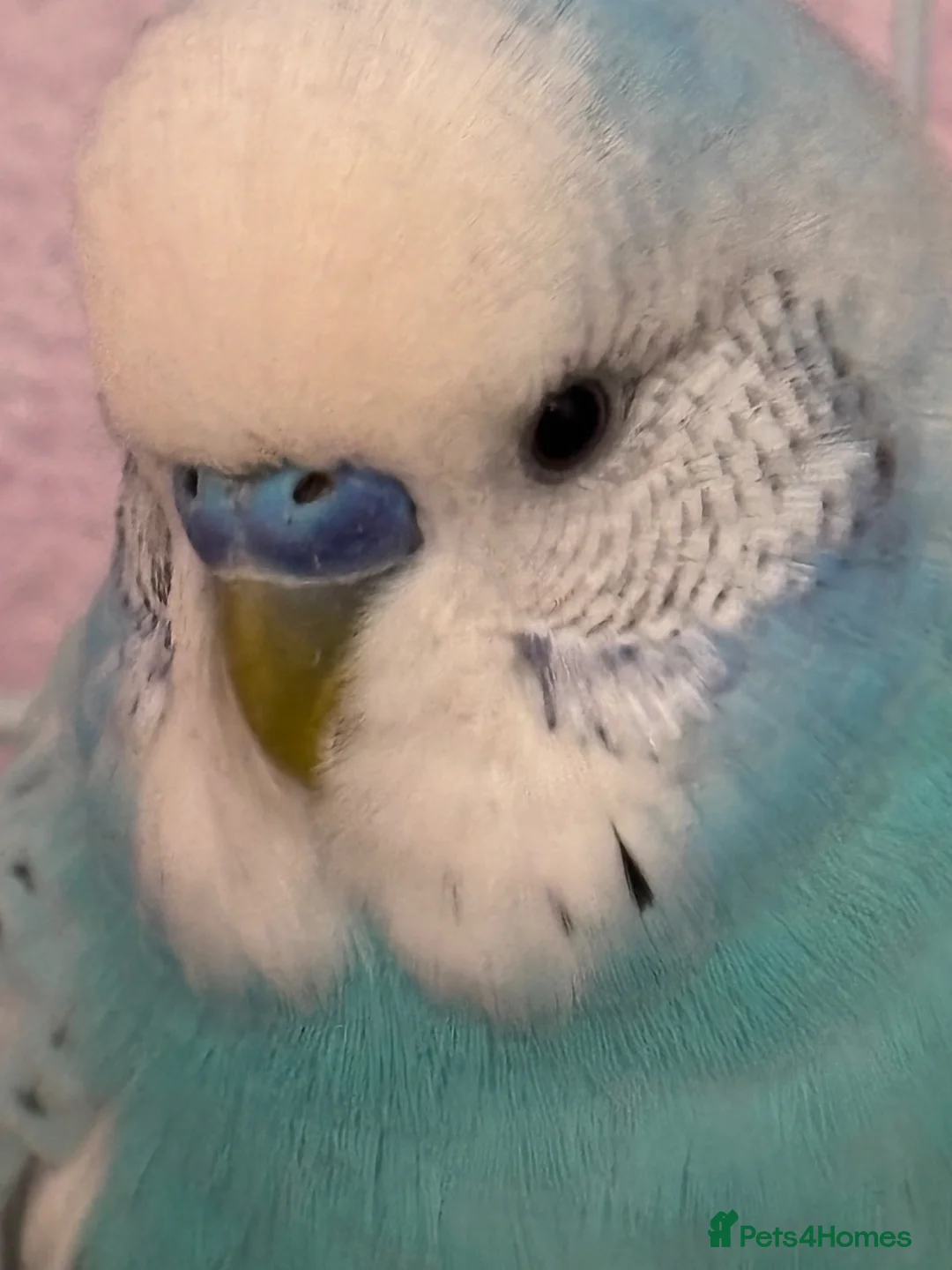 Budgerigars birds for sale: Hand Reared Light Blue Beautiful Budgie - Advert 1