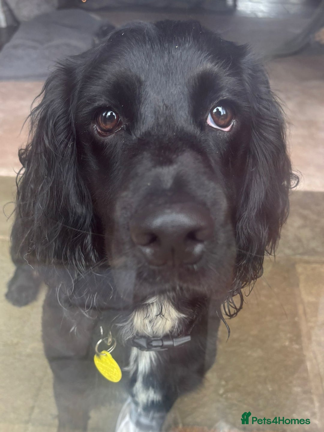 Cocker Spaniel dogs for sale: Male Working cocker spaniel age 1 - Advert 13