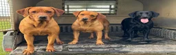Labrador Retriever dogs for sale: Wonderful KC Litter Fox Red Labradors  - Advert 12