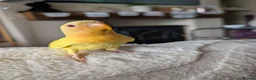 Lovebirds birds for sale: FULLY TAME baby HAND REARED PEACH FACE LOVEBIRD  - Advert 6