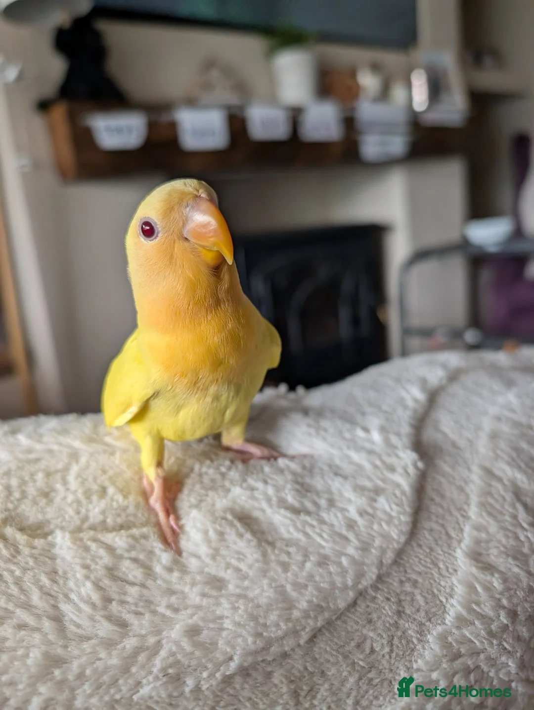 Lovebirds birds for sale: FULLY TAME baby HAND REARED PEACH FACE LOVEBIRD  - Advert 6