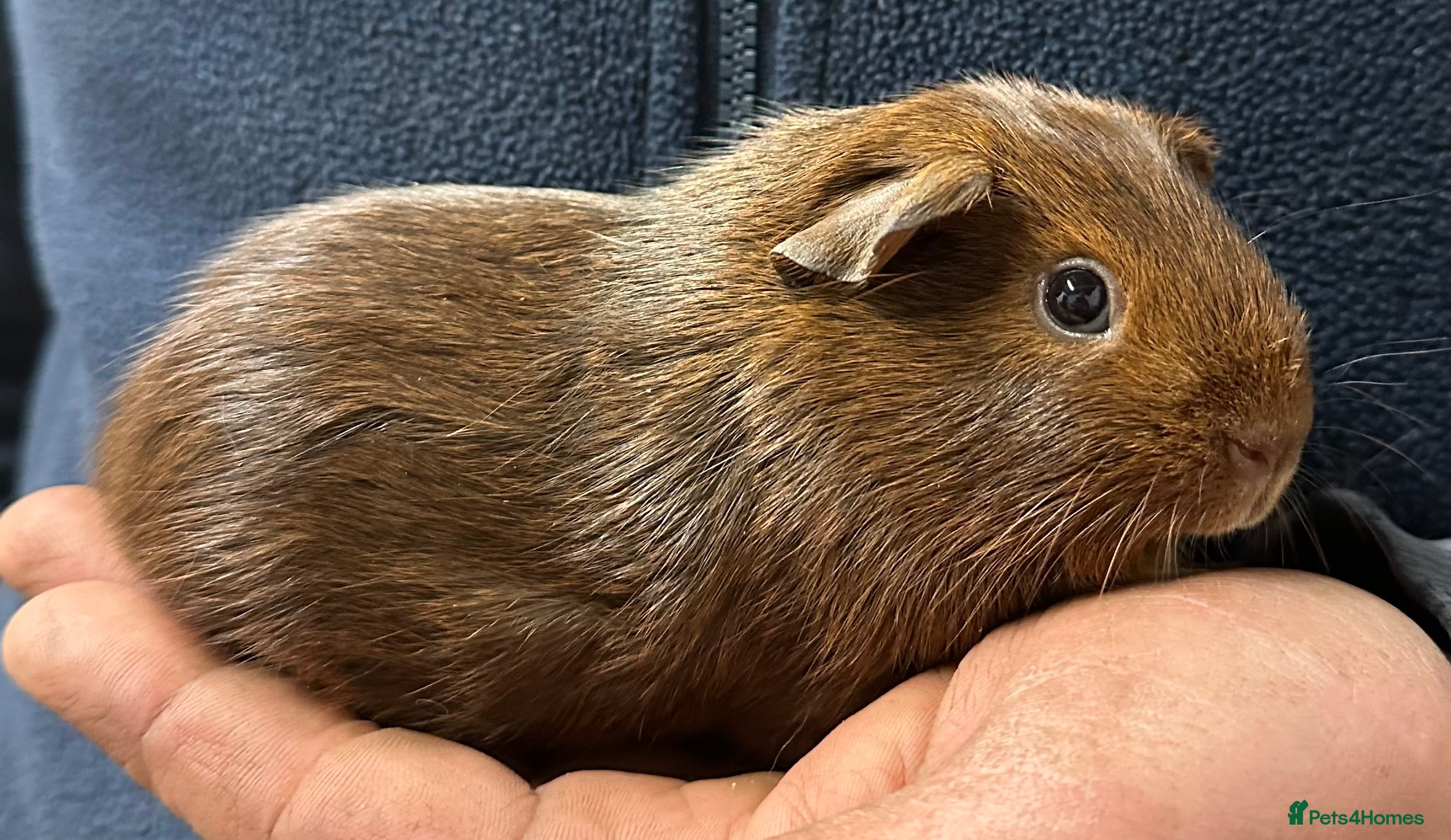 Guinea Pig rodents Baby girls and boys ready now  - Advert 11