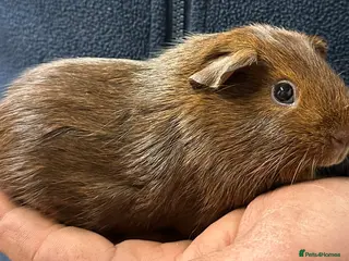 Guinea Pig rodents Baby girls and boys ready now - Advert 12