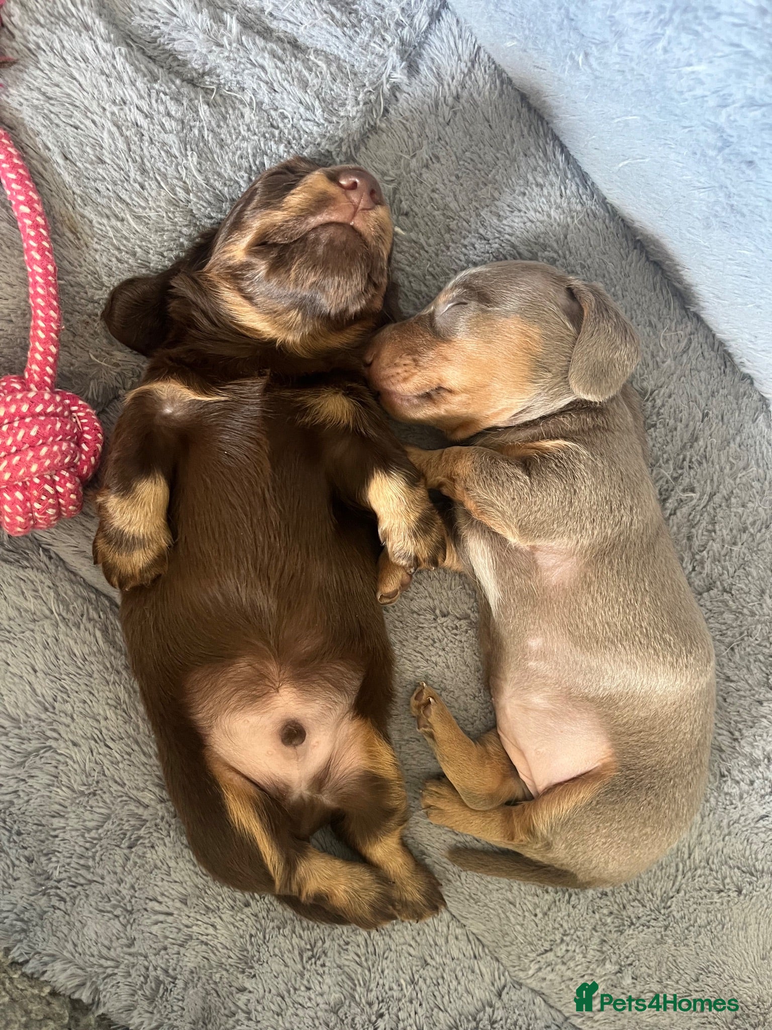 Miniature Dachshund dogs 🐶 beautiful minature dachshunds 🐶  - Advert 2