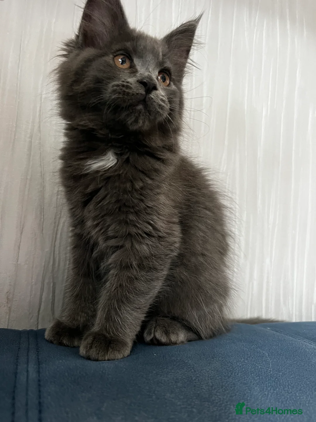 Maine Coon cats for sale: Maine coon last blue girl available 💜 - Advert 2