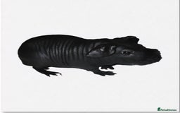 Guinea Pig rodents for sale: Cute black hairless skinny pig boar baby - Image 1