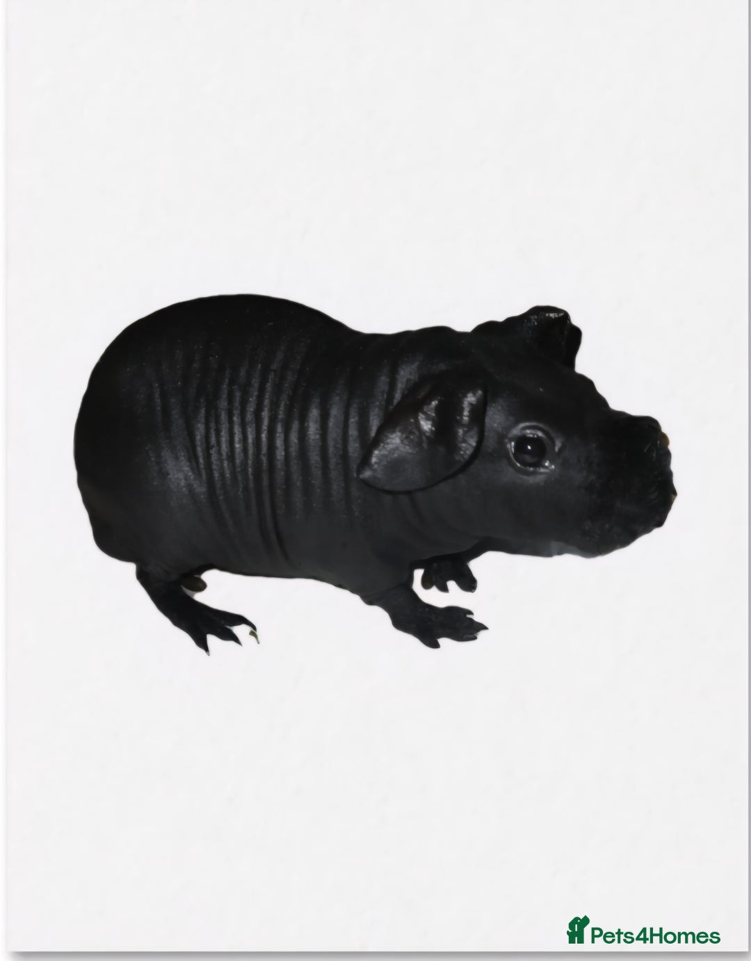 Guinea Pig rodents for sale: Cute black hairless skinny pig boar baby - Image 1