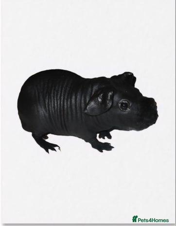 Guinea Pig rodents - Advert 1
