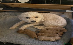 Cavapoochon dogs for sale: 🐾 Adorable F1b Cavapoochon Puppies- Ready Soon!🐾 - Image 2
