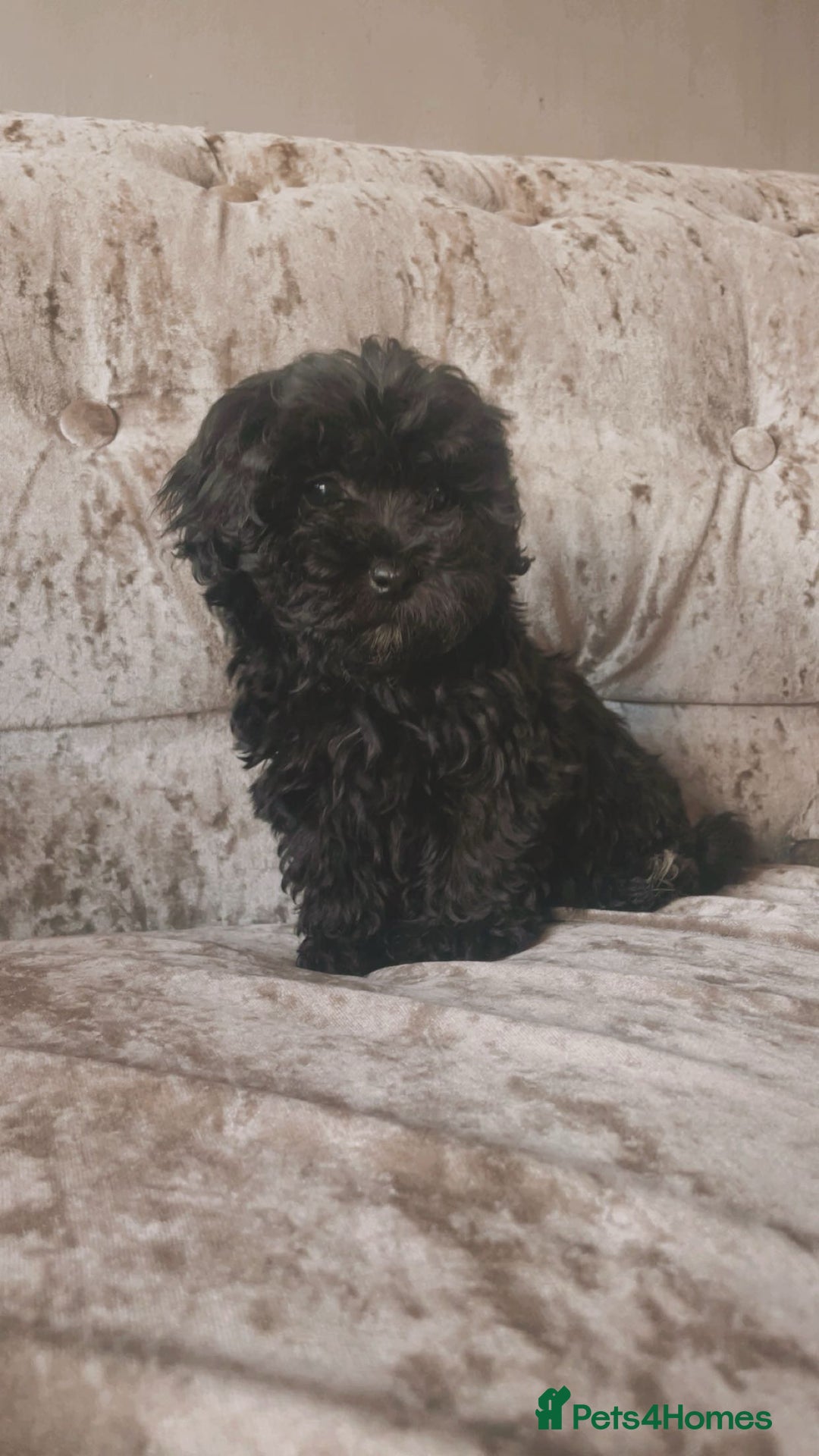Maltipoo dogs for sale: Adorable Maltipoo puppies  - Image 2