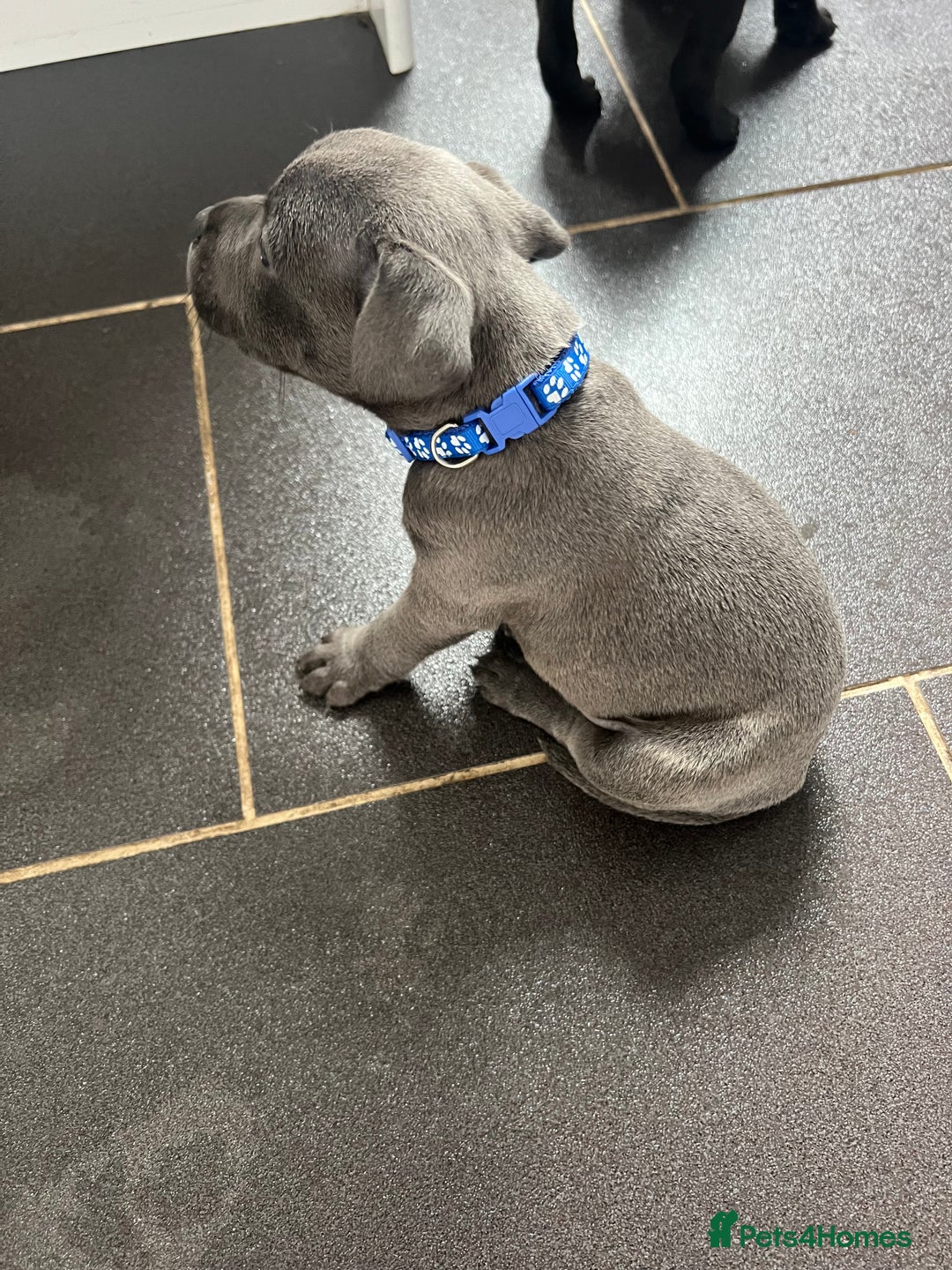 Staffordshire Bull Terrier dogs for sale: LAST ONE🥇VALGLO BLOODLINE SHORT STOCKY STAFFS 🏆 - Image 15
