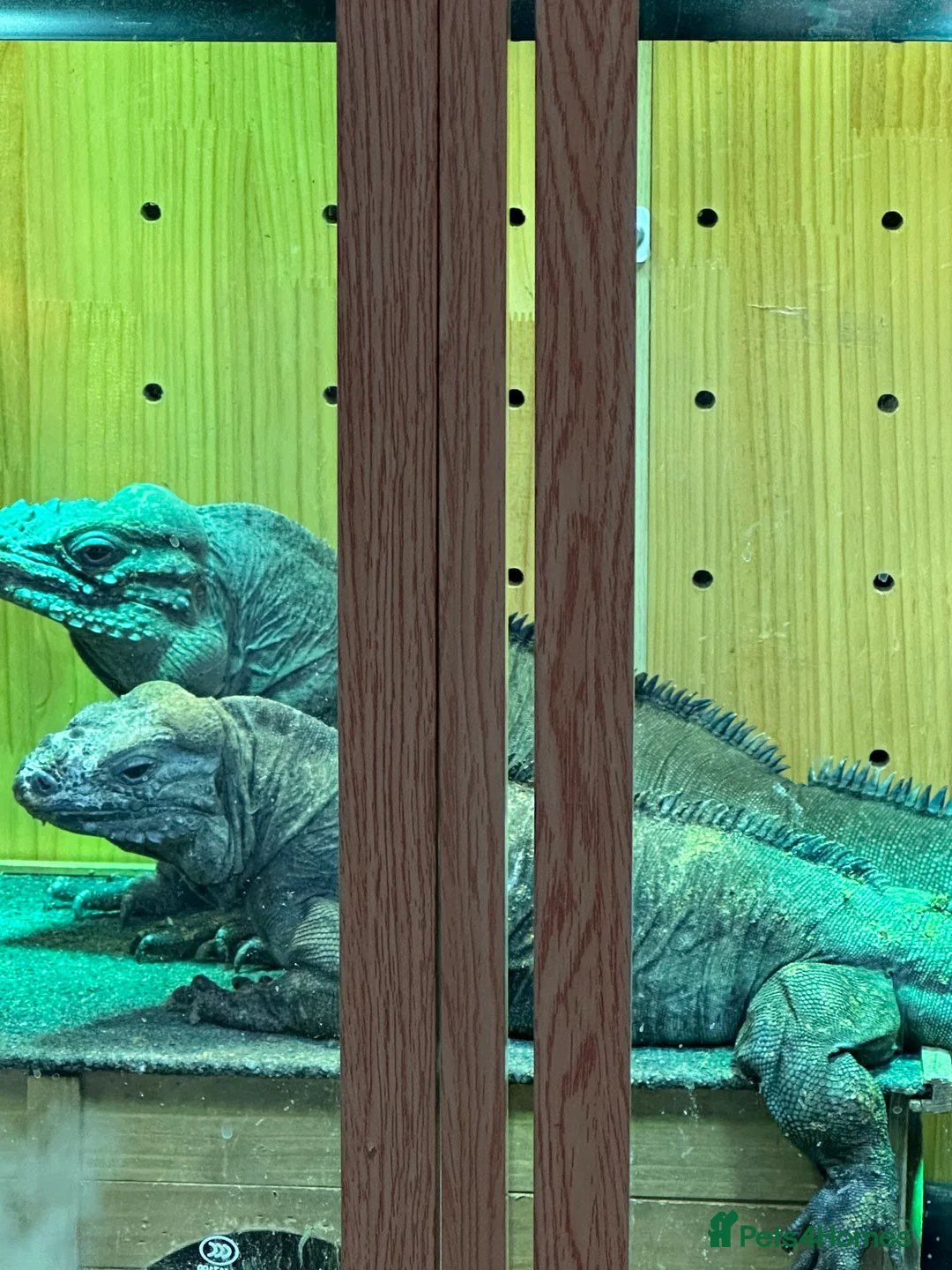 Iguana reptiles for sale: pair of rihino iguana for sale serious buyer only - Advert 3