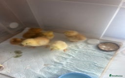 Mixed Breed livestock for sale: Baby chicksx6 unsexed  - Image 1
