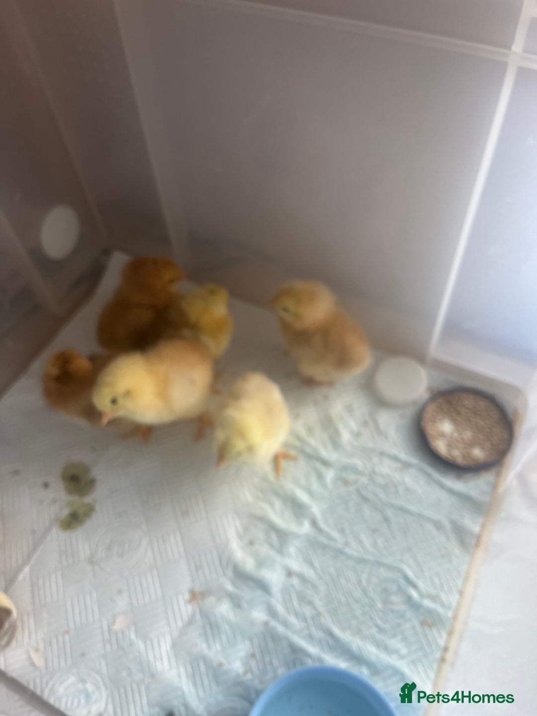 Mixed Breed livestock for sale: Baby chicksx6 unsexed  - Image 1