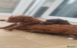 Cockapoo dogs for sale: ** BEAUTIFUL LITTER OF COCKAPOOS ** - Image 15