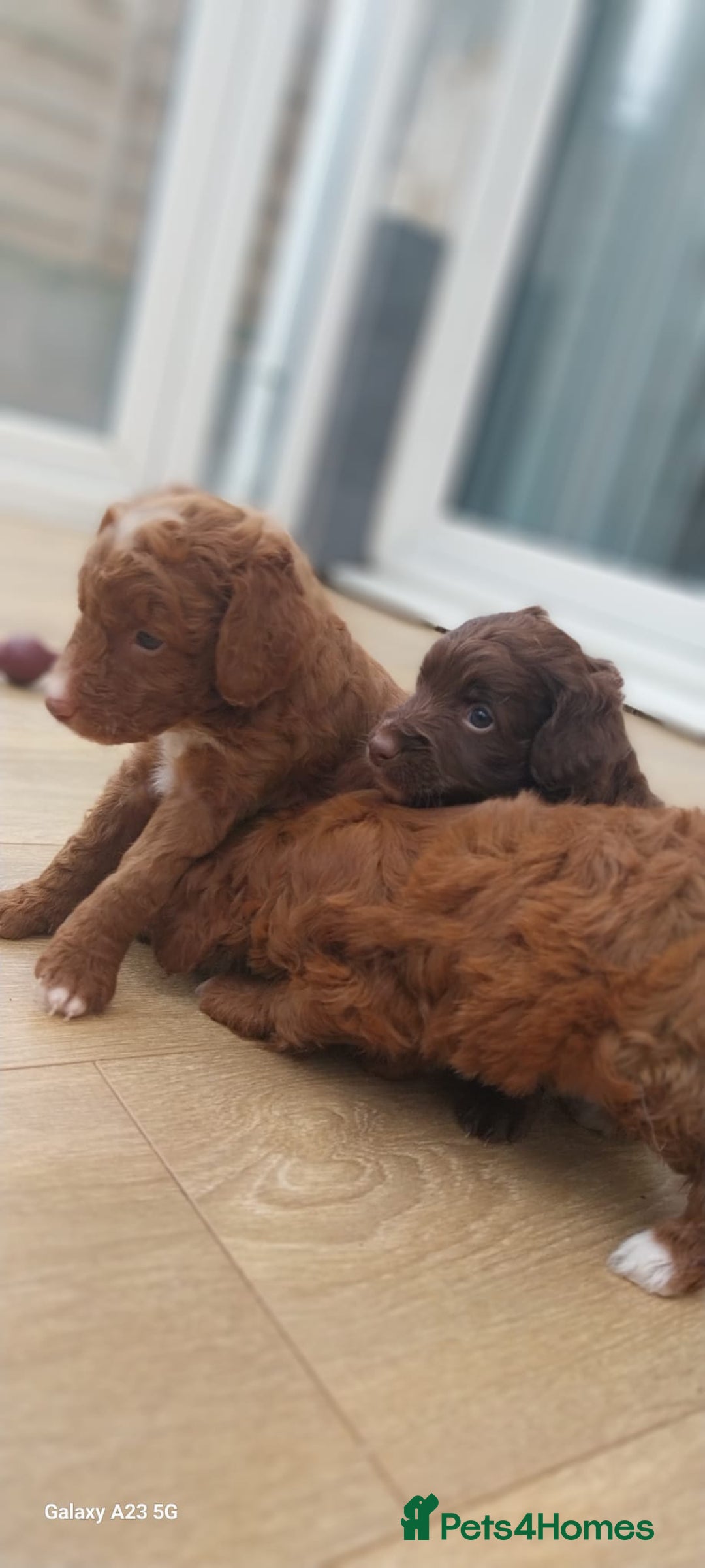 Cockapoo dogs for sale: ** BEAUTIFUL LITTER OF COCKAPOOS ** - Image 15
